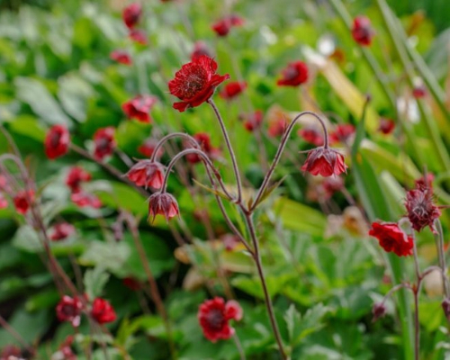 GEUM RIVALE 'LEONARD'S VARIETY' | Blackford Plants