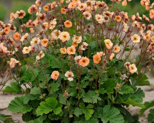 GEUM RIVALE 'MAI TAI' | Blackford Plants