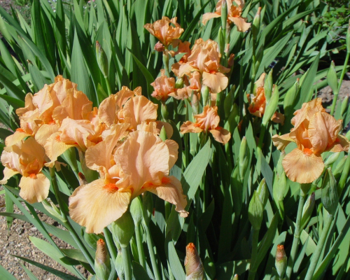 IRIS GERMANICA 'MANY MAHALOS' | Blackford Plants