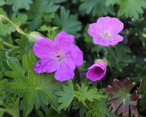 GERANIUM SANGUINEUM 'VISION VIOLET' | Blackford Plants