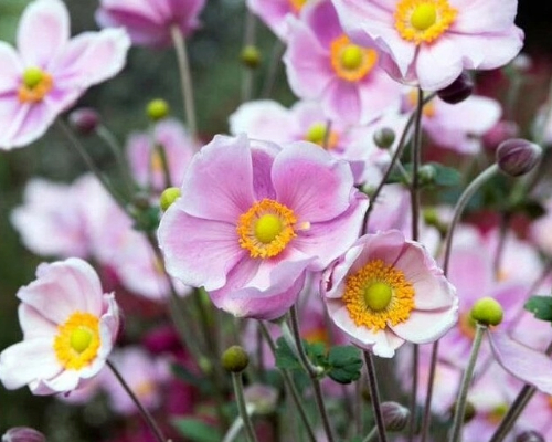 ANEMONE HUPEHENSIS 'ROSE SHADES' | Blackford Plants