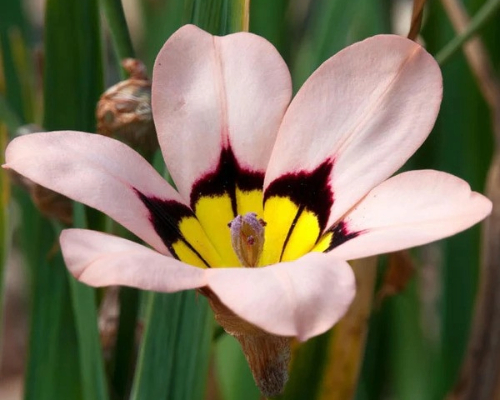 SPARAXIS TRICOLOR MIX | Blackford Plants