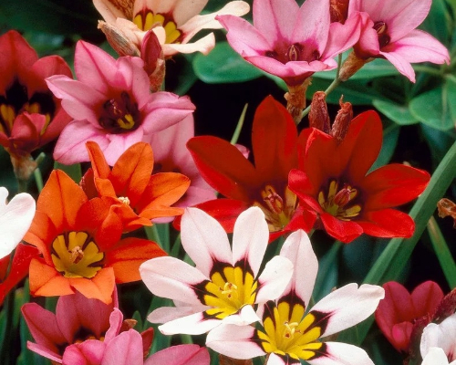 SPARAXIS TRICOLOR MIX | Blackford Plants