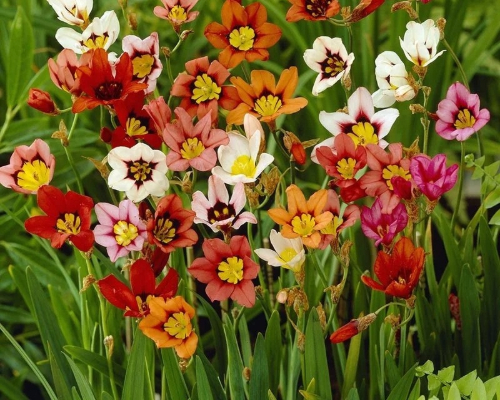 SPARAXIS TRICOLOR MIX | Blackford Plants