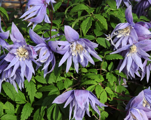 Clematis macropetala