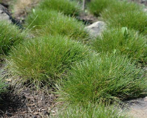 Festuca gautieri ´Hobbit´
