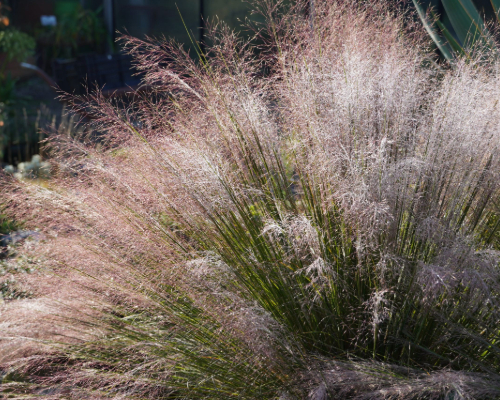 Muhlenbergia reverchonii ´Undaunted´