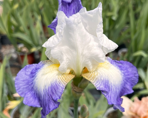 iris germanica mission ridge