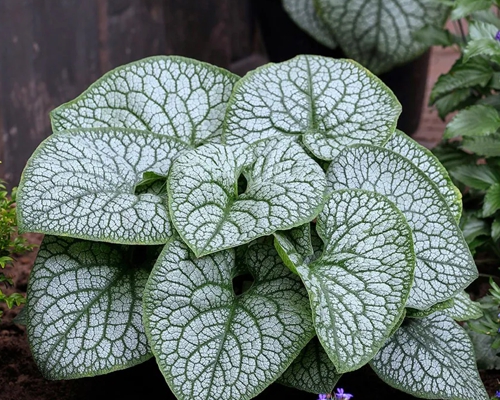 BRUNNERA MACROPHYLLA ´MEGA HEART´