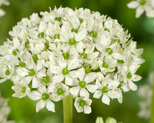 ALLIUM NIGRUM 