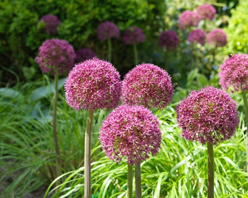 ALLIUM OSTARA