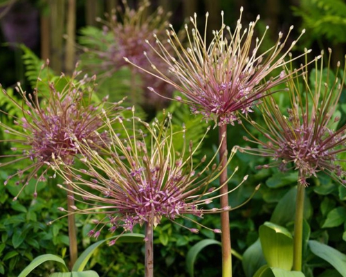 ALLIUM SCHUBERTII