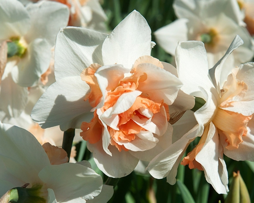 NARCISSUS ´REPLETE´