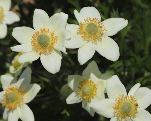 ANEMONE MULTIFIDA var. MAGELLANICA