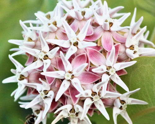 ASCLEPIAS SPECIOSA
