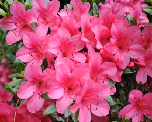 Azalea japonica – detail jarných kvetov