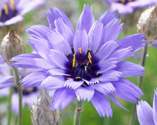 CATANANCHE CAERULEA ‘AMOR BLUE’