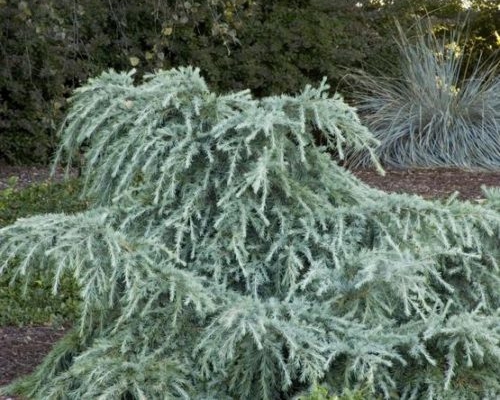 Cedrus deodara ‘Feelin’ Blue’ – previsnutý habitus rastliny
