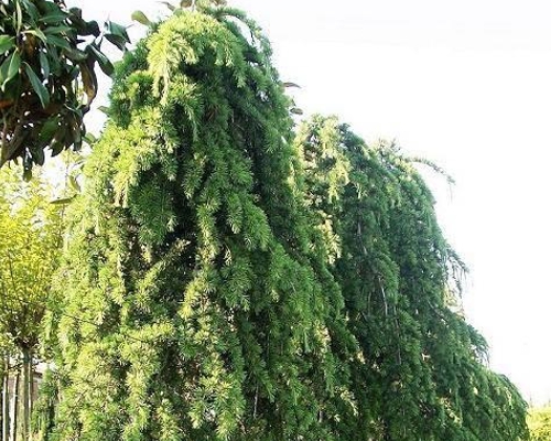 Cedrus deodara ‘Inversa Pendula’ – silne previsnutý habitus