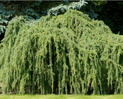 Cedrus deodara ‘Pendula’ – habitus s previsnutou korunou