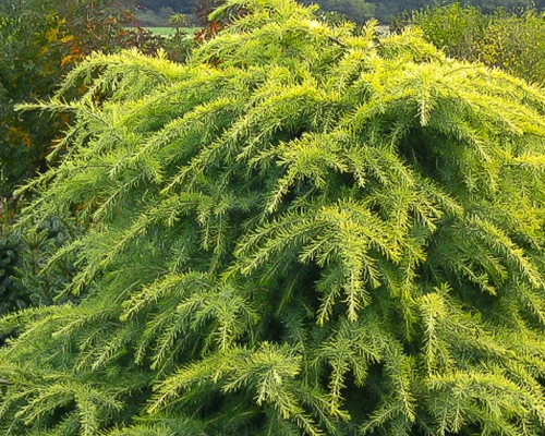 Cedrus deodara ‘Golden Horizon’ – zlatožlté previsnuté konáre