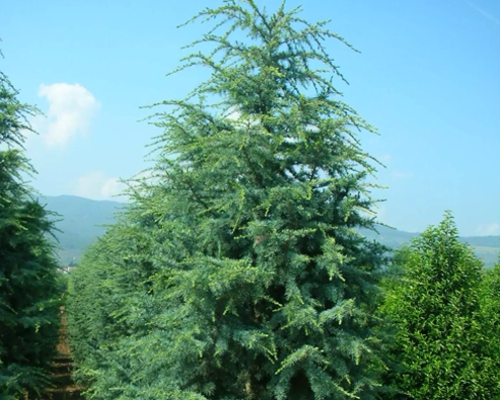 Cedrus deodara ‘Robusta Glauca’ – celkový habitus stromu