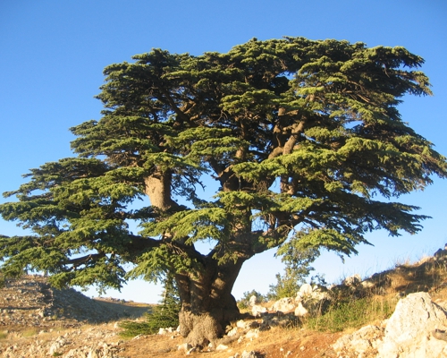 Cedrus libani – habitus vzrastlého stromu