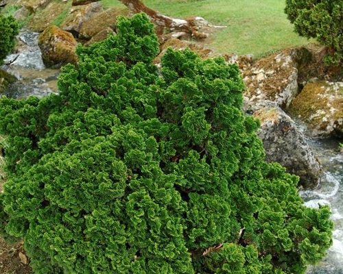 Chamaecyparis obtusa ‘Nana Gracilis’ – kompaktný vždyzelený ihličnan s hustým tmavozeleným olistením