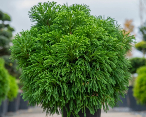 Cryptomeria japonica – vždyzelený ihličnan s pravidelným kužeľovitým tvarom a jemným ihličím