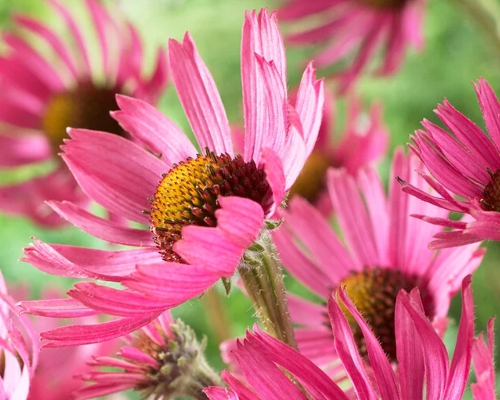 ECHINACEA ANGUSTIFOLIA