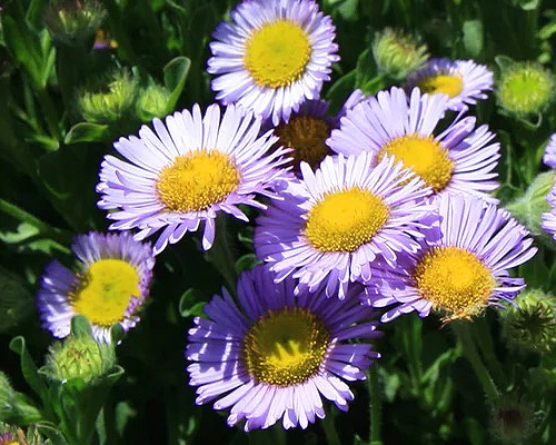 ERIGERON GLAUCUS ‘BEACHBOY BLUE’
