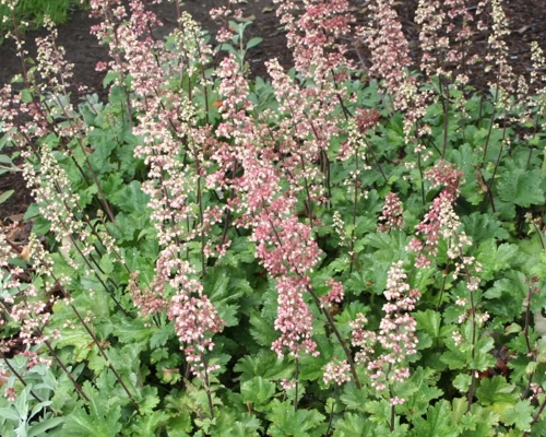 Heuchera maxima