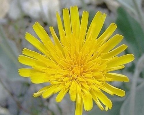 HIERACIUM LANATUM