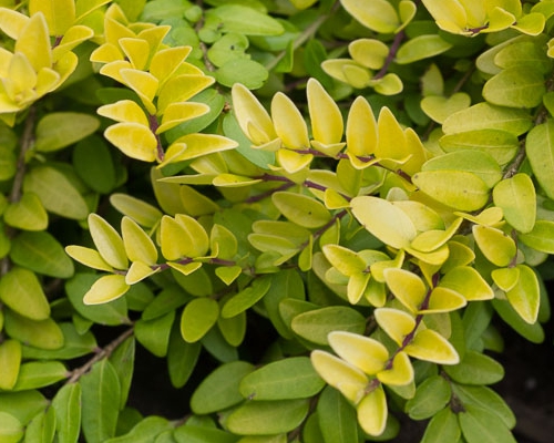 Zlatožlté drobné listy zimolezu lesklého Lonicera nitida Edmee Gold