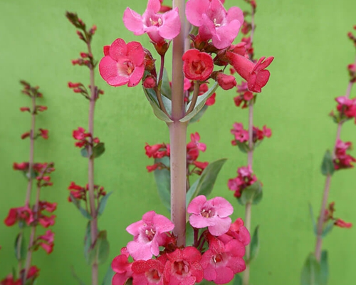 PENSTEMON SUPERBUS