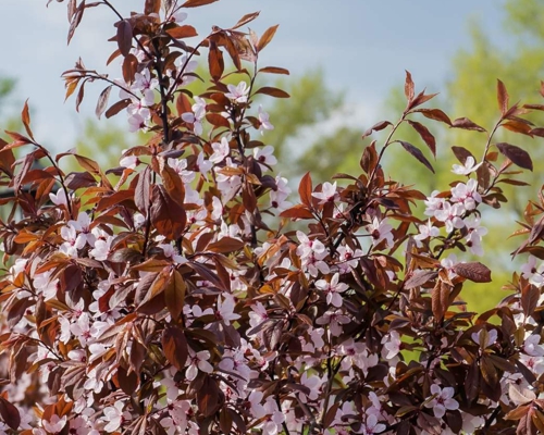 Detail tmavolistého okrasného stromu Prunus cerasifera Nigra
