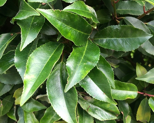 Lesklé vždyzelené listy vavrínovca portugalského Prunus lusitanica