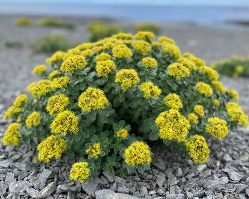 RHODIOLA ROSEA