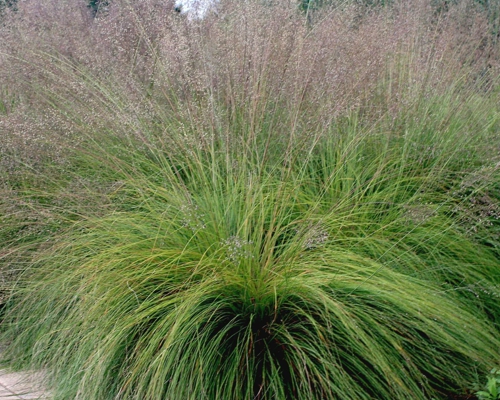 SPOROBOLUS HETEROLEPIS