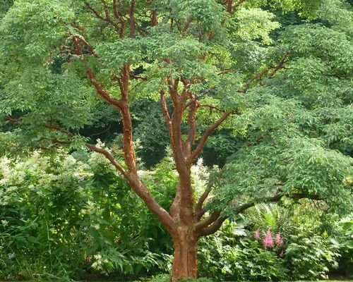 Celkový habit javora papierového Acer griseum v záhrade