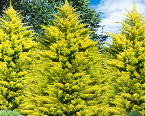 Cupressocyparis leylandii ‘Gold Rider’ – rýchlorastúci vždyzelený ihličnan so zlatožltým olistením