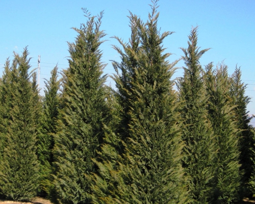 Cupressocyparis leylandii – rýchlorastúci vždyzelený ihličnan s hustým kužeľovitým vzrastom