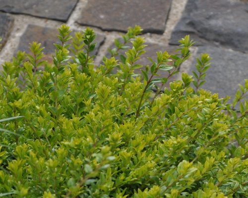 Zimolez lesklý Lonicera nitida – celkový vzhľad kra