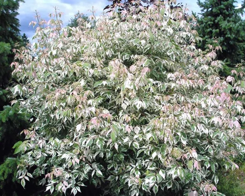 Acer negundo ‘Flamingo’ – mladé ružovo panašované listy javora jaseňolistého