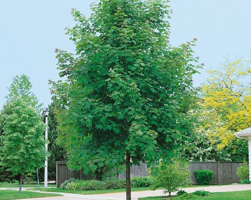 Acer platanoides ‘Emerald Queen’ – celkový vzrast javora mliečneho so vzpriamenou korunou