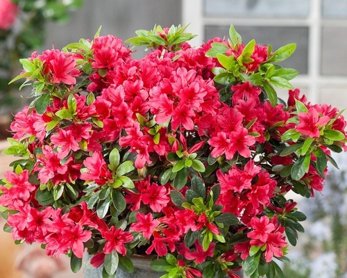 AZALEA JAPONICA bohato kvitnúca japonská azalka v ružovej farbe
