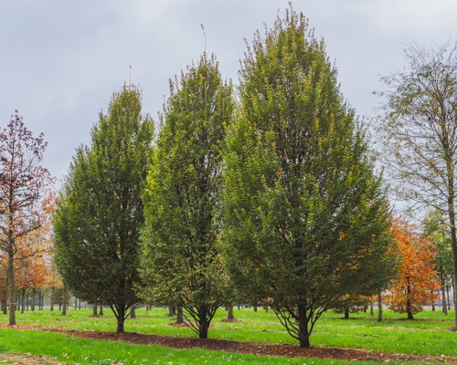 Carpinus betulus ‘Fastigiata’ – stĺpovitý habitus hrabu obyčajného v aleji