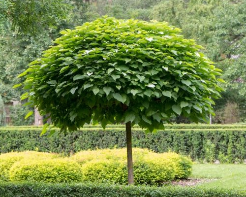 Catalpa bignonioides ‘Nana’ – strom s pravidelnou guľovitou korunou