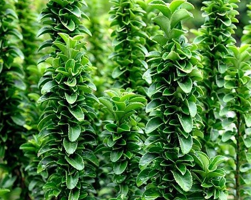 EUONYMUS JAPONICUS ‘BENKOMASAKI’ husté tmavozelené výhony a kompaktný rast