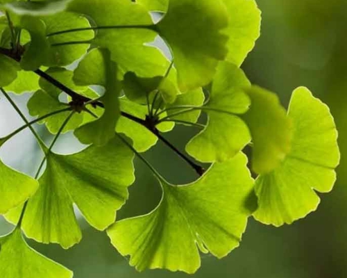 Ginkgo biloba ‘Globosa’ – detail vejárovitých listov ginka dvojlaločného